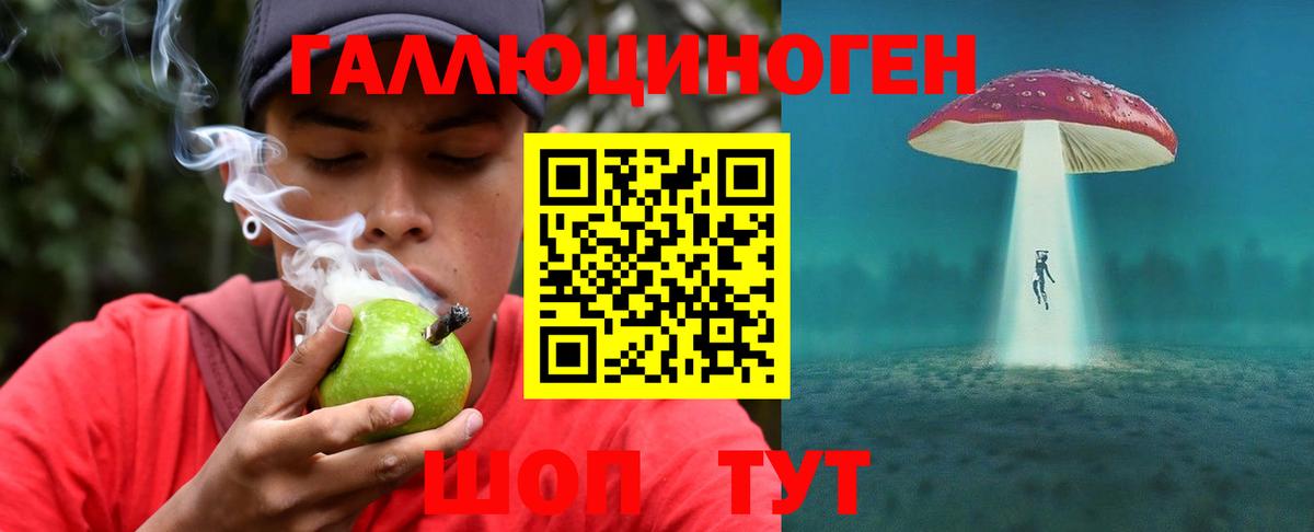 Галлюциногенные грибы Psilocybine cubensis Торжок